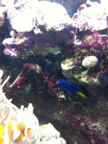 cyano.JPG