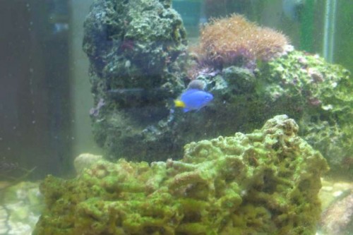 blue damsel.JPG