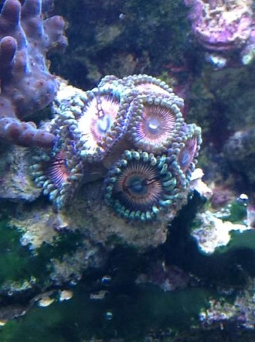 zoa.jpg
