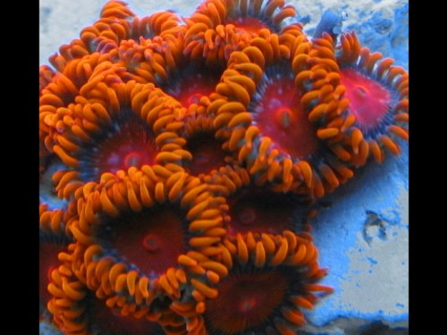 bambamorange_detail_.jpg