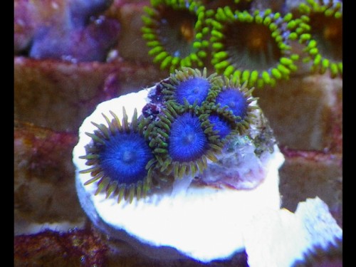 Ultra Full Blue.jpg
