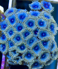 ZoaUltra ^Blue.jpg