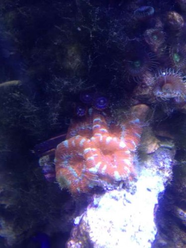 Acanstrea