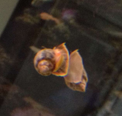 Snegl 003.jpg