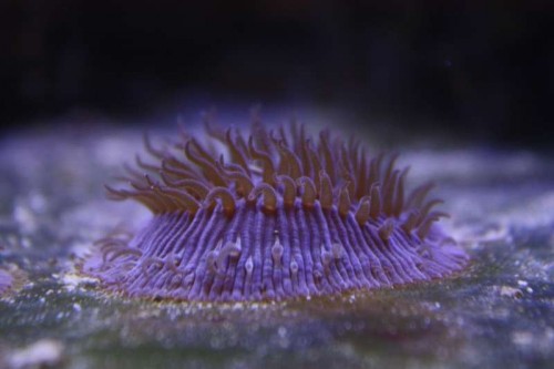 Fungia