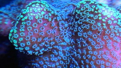 Stylopora nærbillede