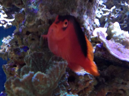 Mægtig underholdende fisk