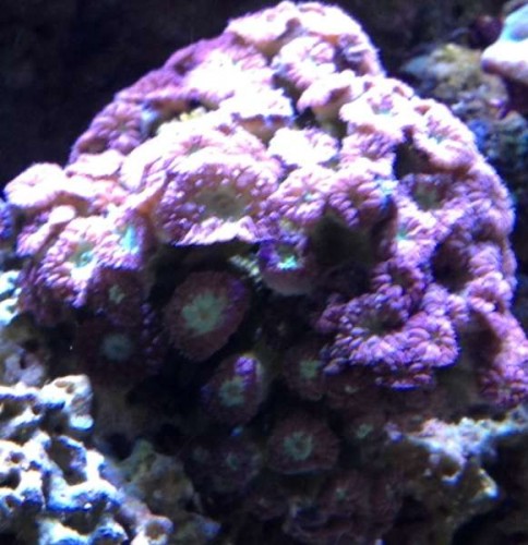 Blastomussa merleti