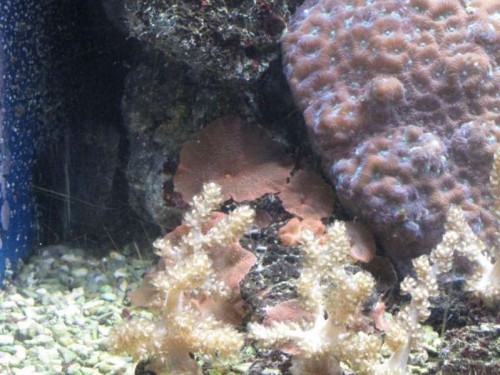 Atcinodiscus spec. - Skiveanemone (i baggrunden)