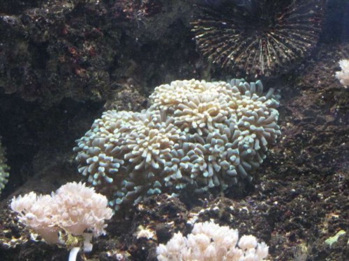 Euphyllia glabrescens