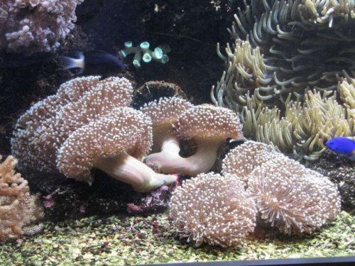 Sarcophyton trocheliophorum - Læderkoral
