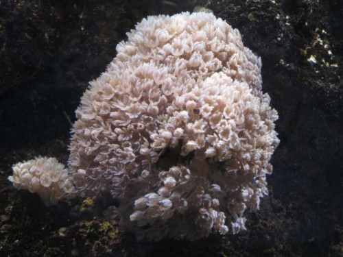 Xeniid - Xenia sp.