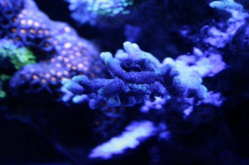 _MG_5989.JPG