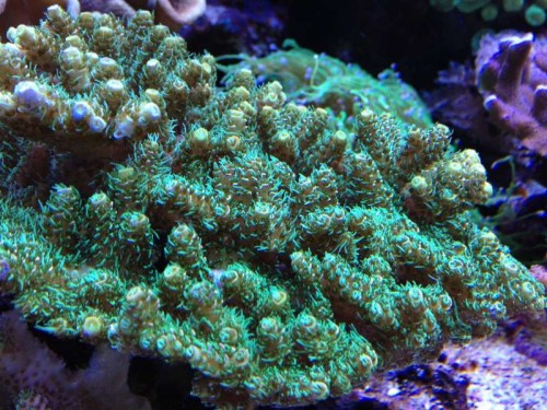 Acropora millepora grøn.JPG