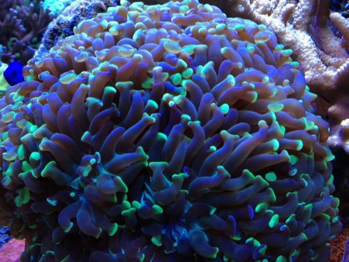 Euphyllia parancora.JPG