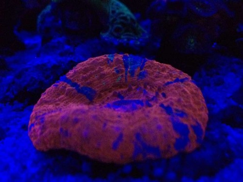 foto 1 (4).JPG