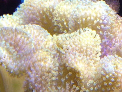 Sarcophyton elegans.JPG