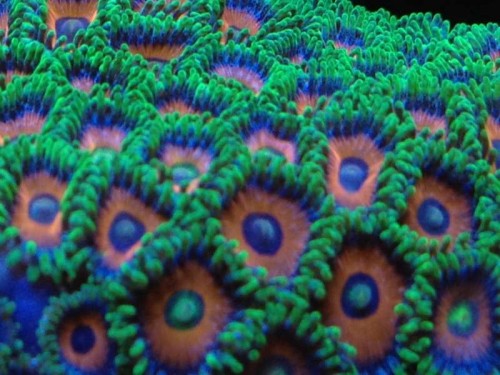Zoas watermelon.JPG