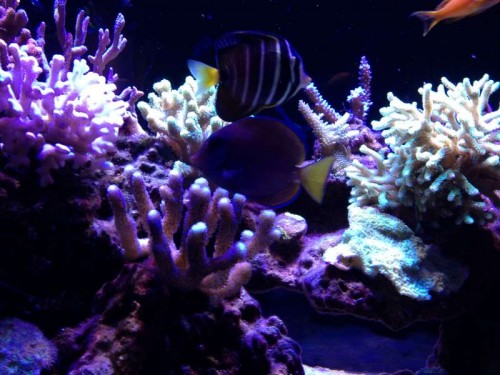 acanthurus coeruleus