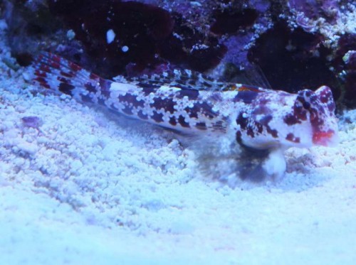 nov 2012 066.jpg