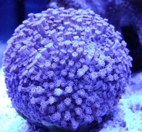 DSCF7841.jpg