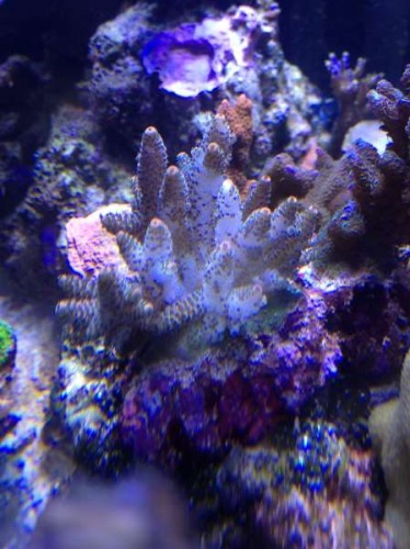 Den døende Millepora.