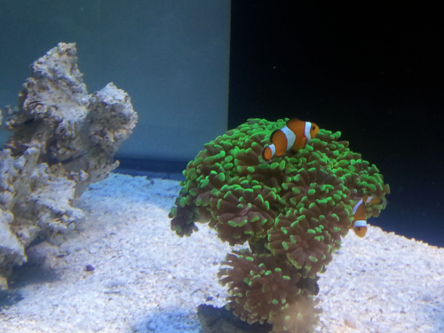 IMG_20121202_122827.png