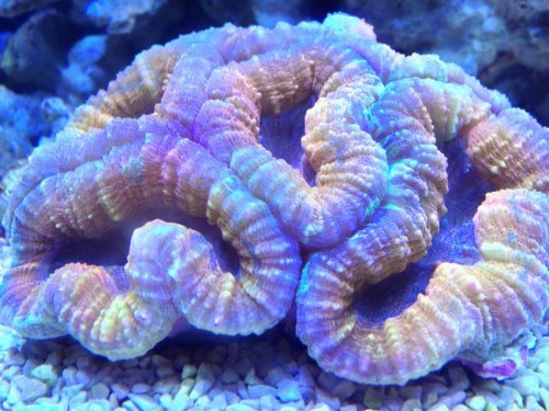 symphyllia?
