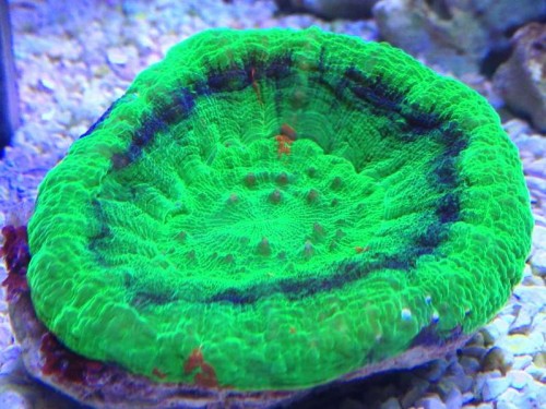 scolymia australis