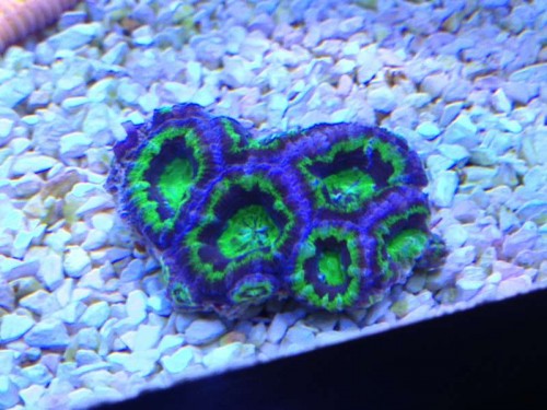 acantastrea