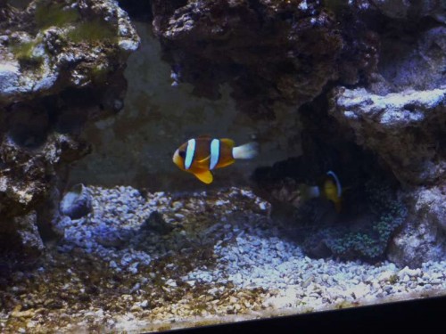 Den forreste klovn er også den mindste og "han" har overgivet sig i forhold til den lidt større "hun" der har ligger i anemonen.