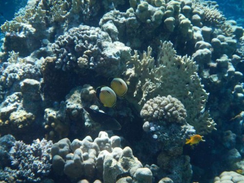 Sharm El-Sheikh 2012_1679.JPG