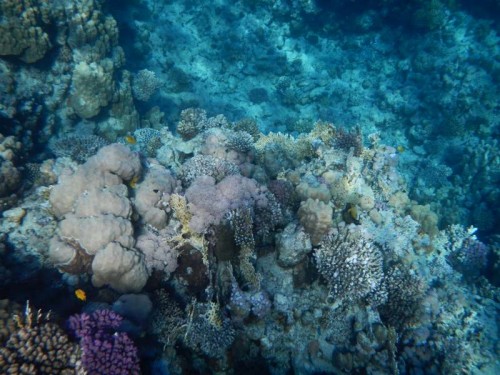 Sharm El-Sheikh 2012_2213.JPG
