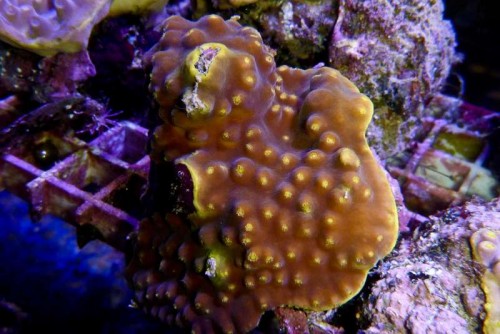 121212 Decocean (72 of 114).jpg