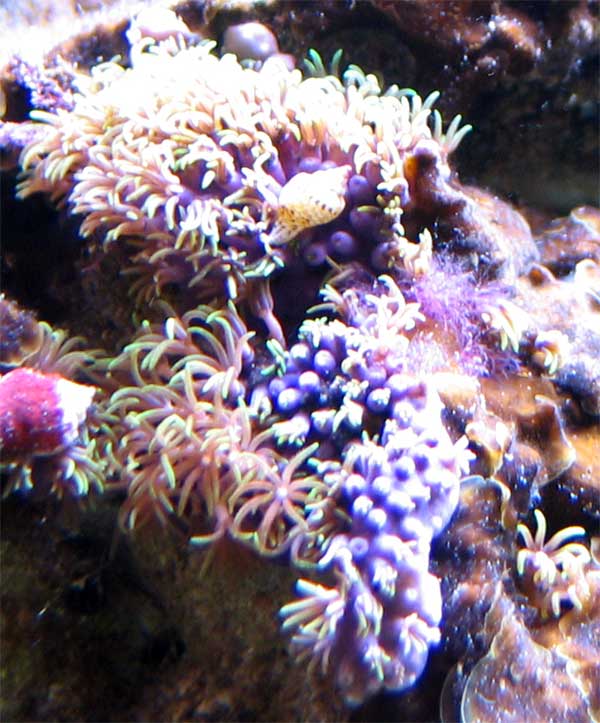 stjernepolyp-1.jpg
