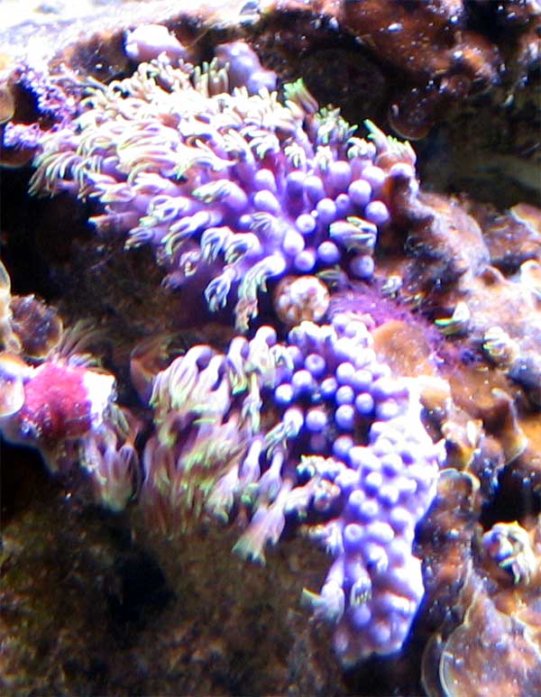 stjernepolyp-2.jpg