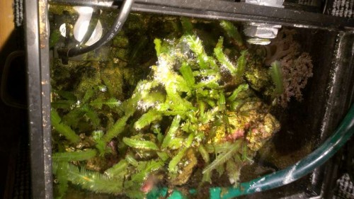 Refugium fra gammelt akvarie