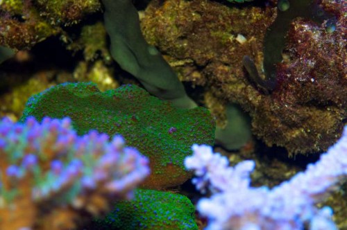 Montipora ("pokerstar")