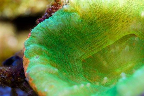 Scolymia australis ("bleeding apple")