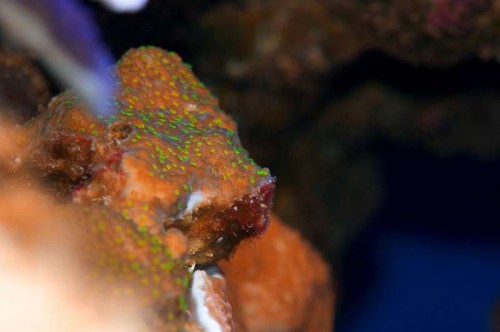 Montipora ("sunset") - Blitz på billedet, men normalt oversået med grønne polypper