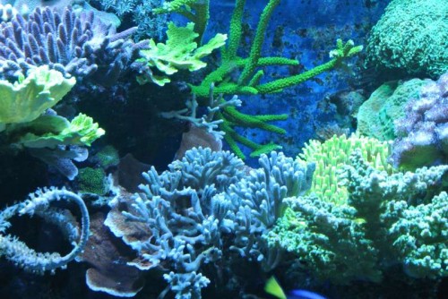 Montipora ("sunset"), Montipora digitata (blå) og Acropora spec. x 2