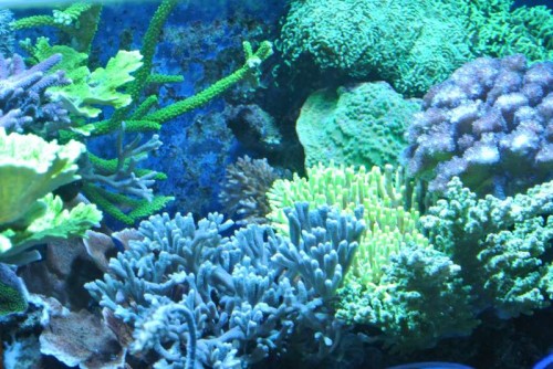 Montipora ("rød"), Montipora digitata (blå), Euphyllia x 2 og Poecilliapora