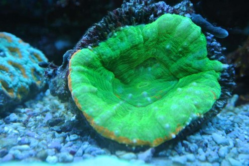 Scolymia australis ("Bleeding apple")