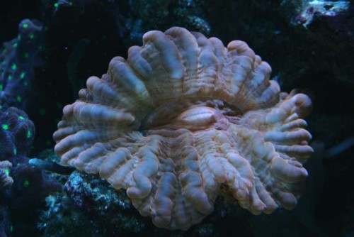 Cynarina lacrymalis ("rød")