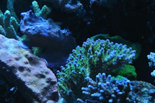 Montipora danae ("Purple Haze"), Montipora mollis, Montipora confusa, Montipora danae ("pokerstar") og Acropora Spec. x 2