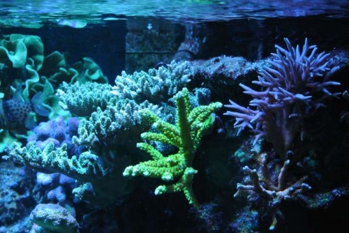 Acropora millepora (grøn), Acropora ("Bali Slimer"), Seriatopora hystrix og Montipora digitata ("rød")