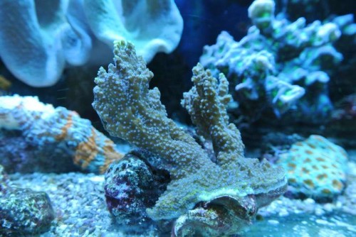 Montipora confusa ("blue polyp")