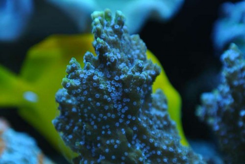 Montipora confusa ("blue polyp") - macro