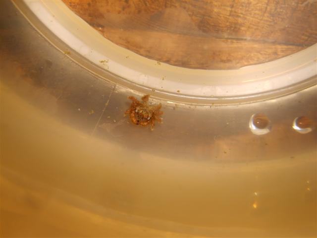 krabbe1 (Small).JPG