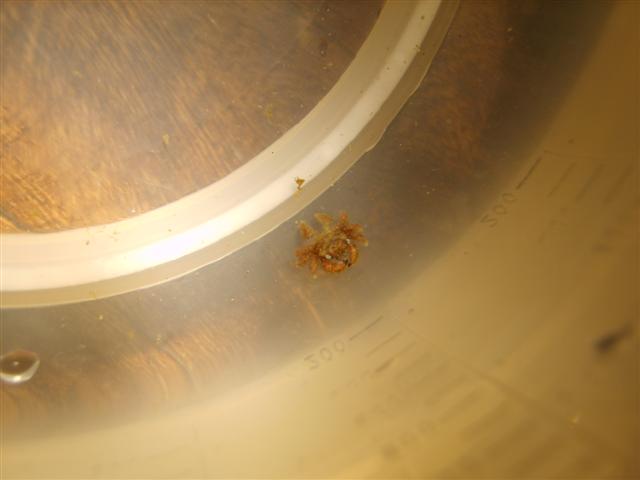 krabbe2 (Small).JPG